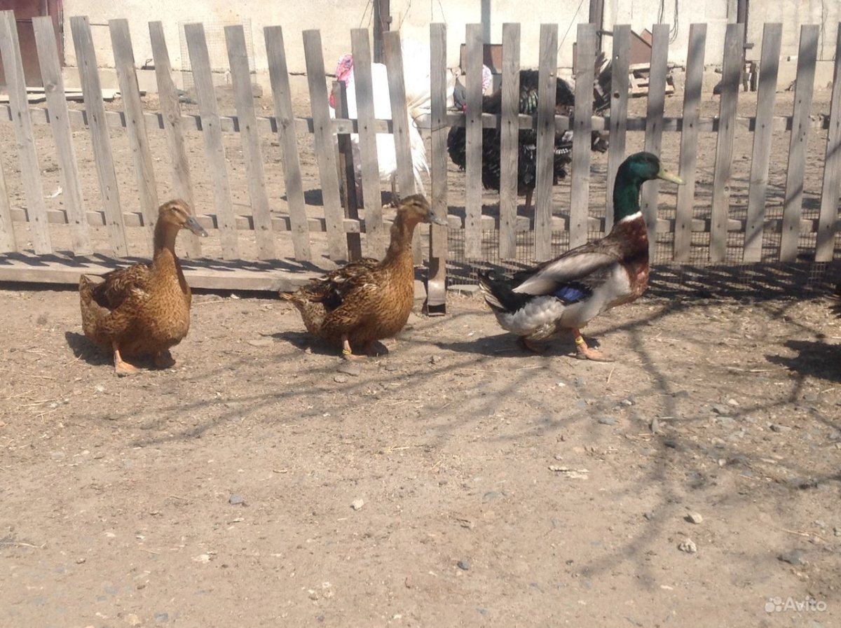 Руанские утки