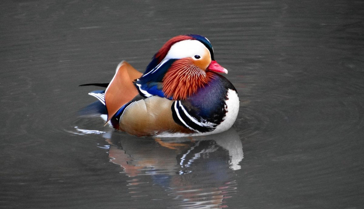 Утка Башкирская черная белогрудая