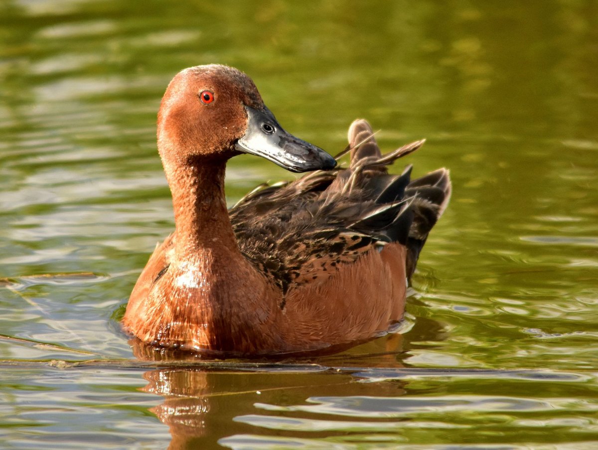 Руанская порода уток