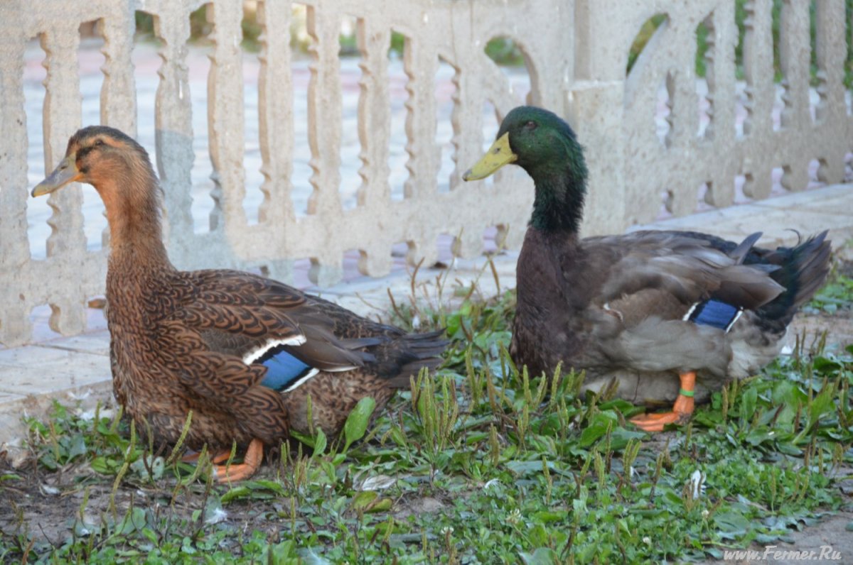 Руанская порода уток