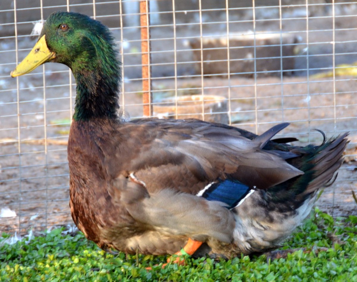 Украинская серая порода уток
