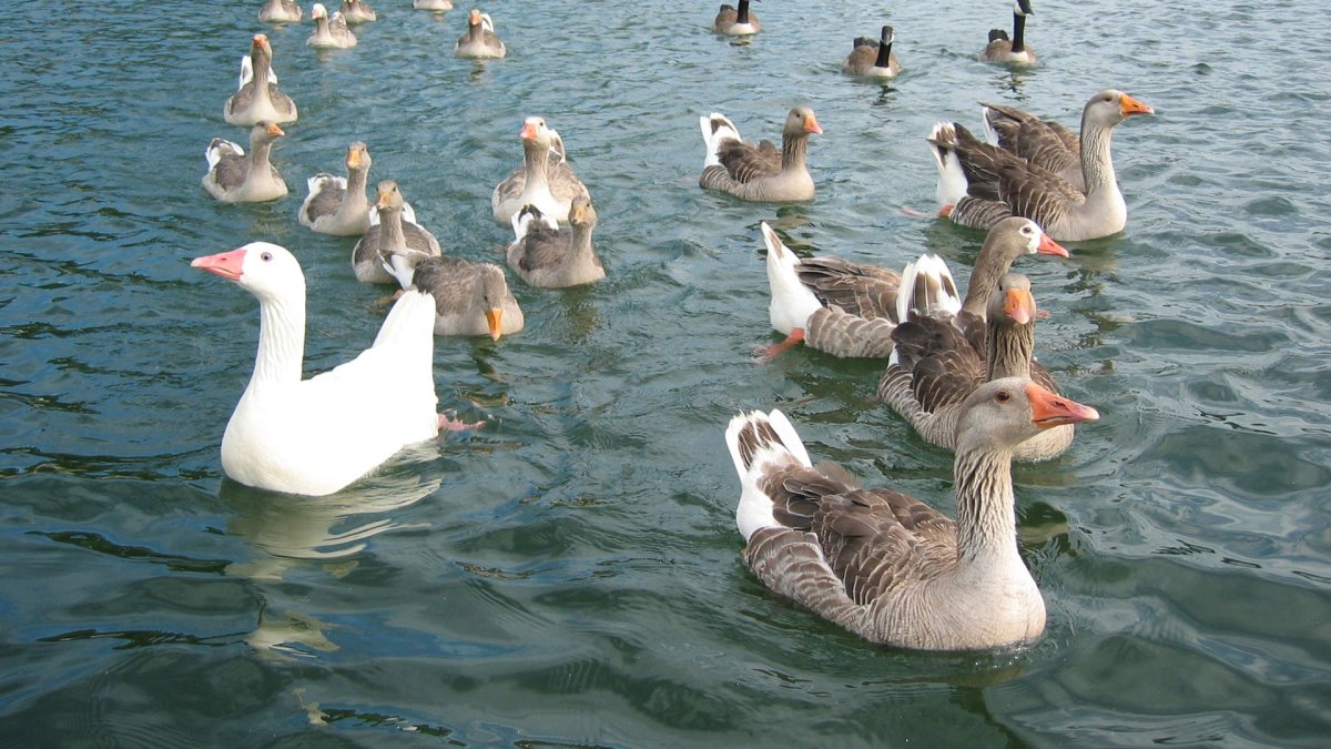 Утка черная кряква