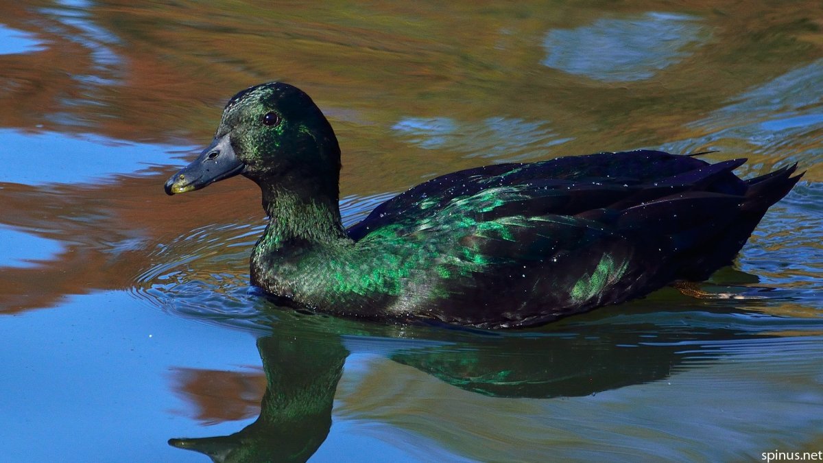 Породы домашних уток