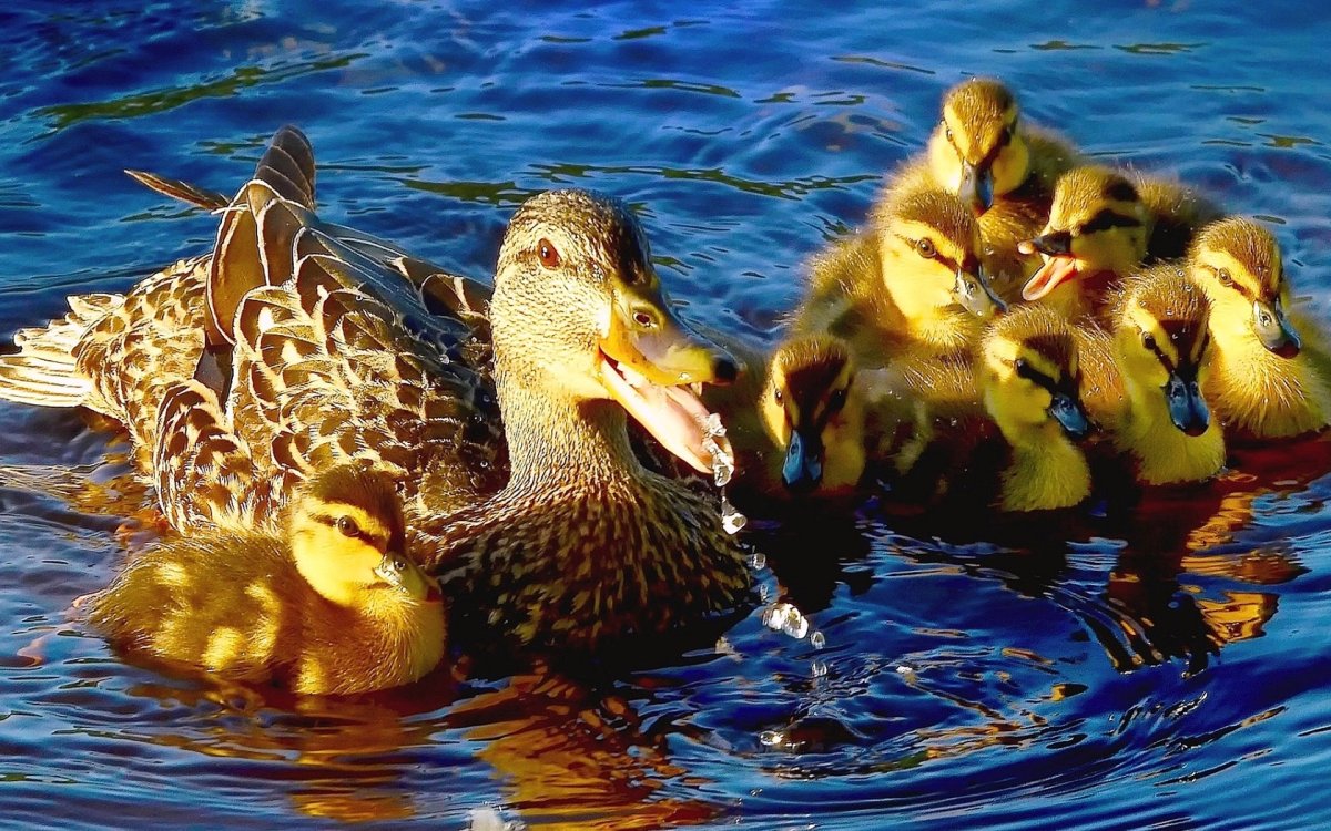 Утки Фаворит башкирка