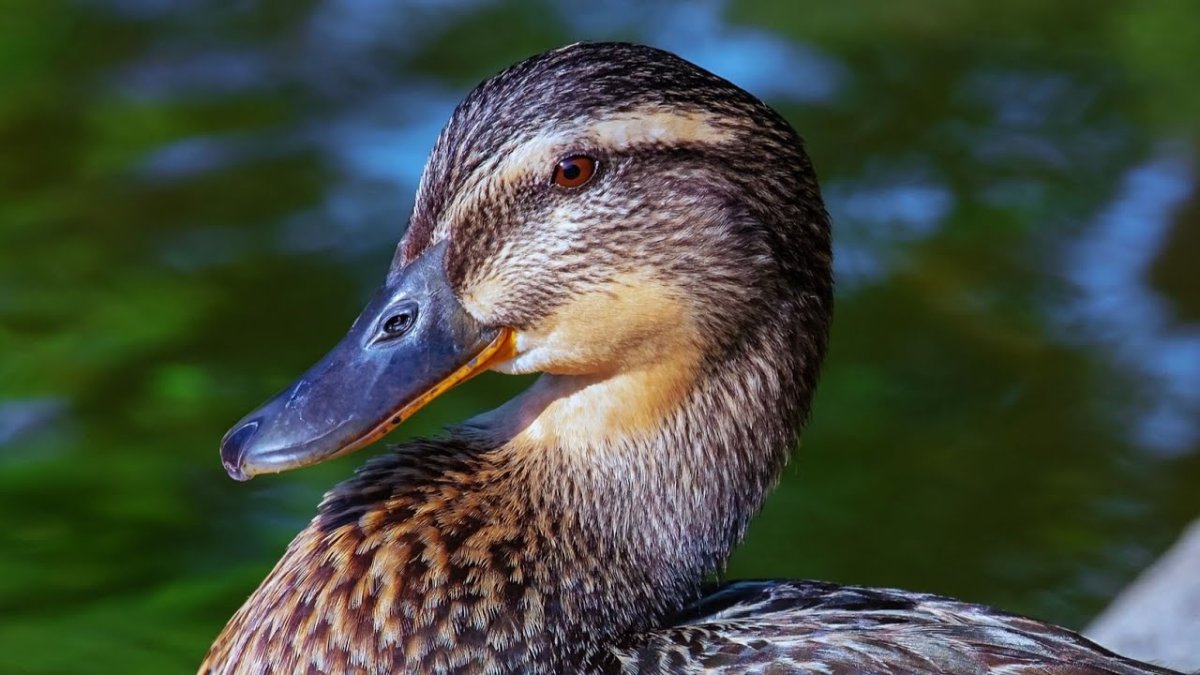 Селезень Каюга