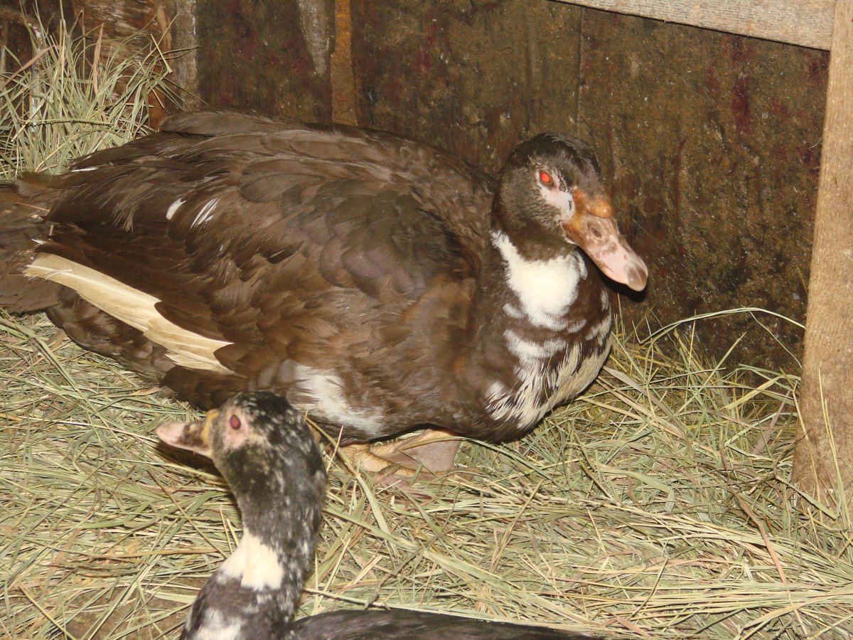 Дикие утки селезень породы