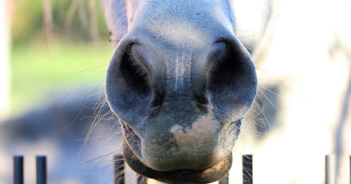 Ноздри лошади