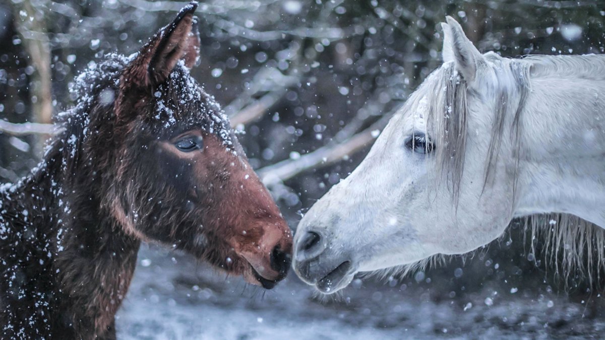 Лошадь с двумя головами
