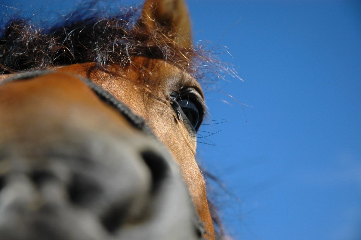 Ноздри лошади