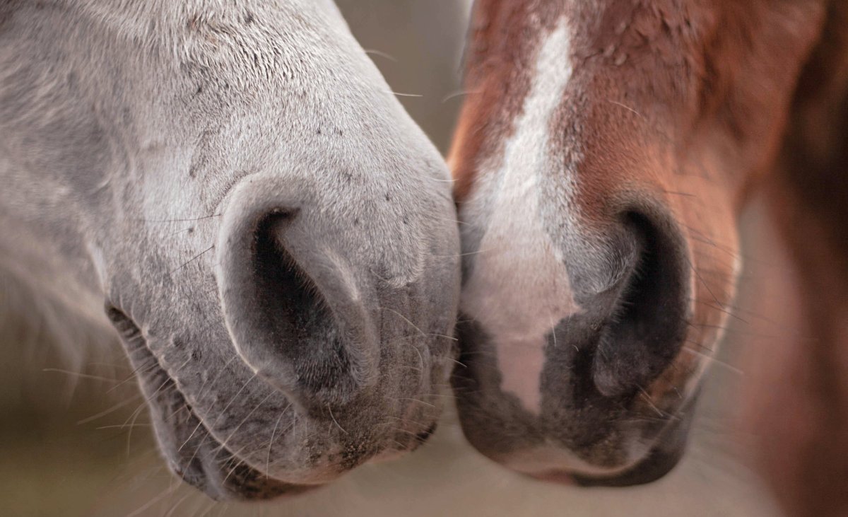Ноздри лошади