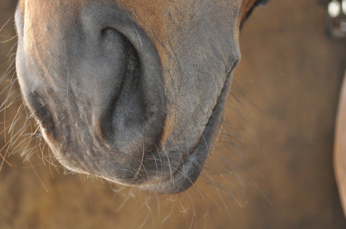 Нос лошадки