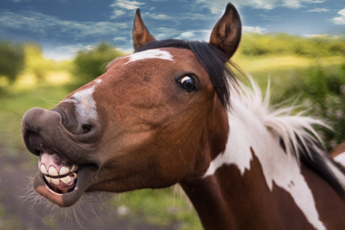 Обои на рабочий стол лошади