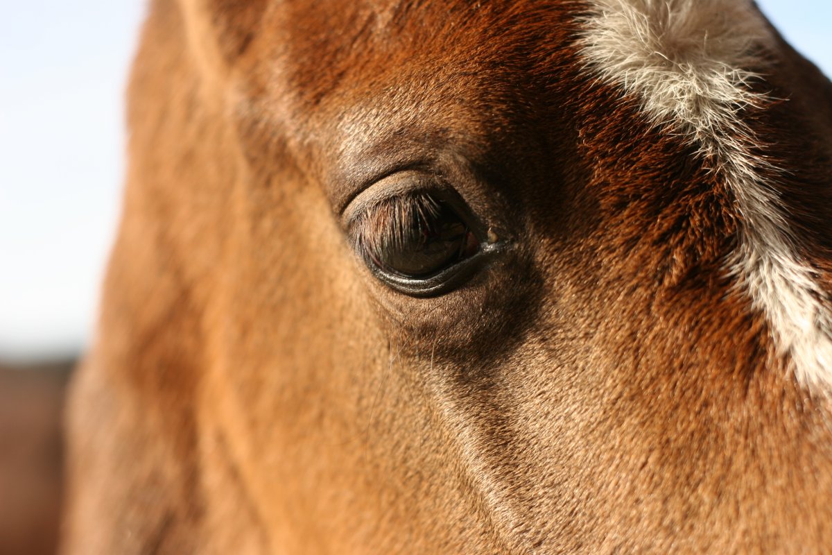 Любовь лошадей