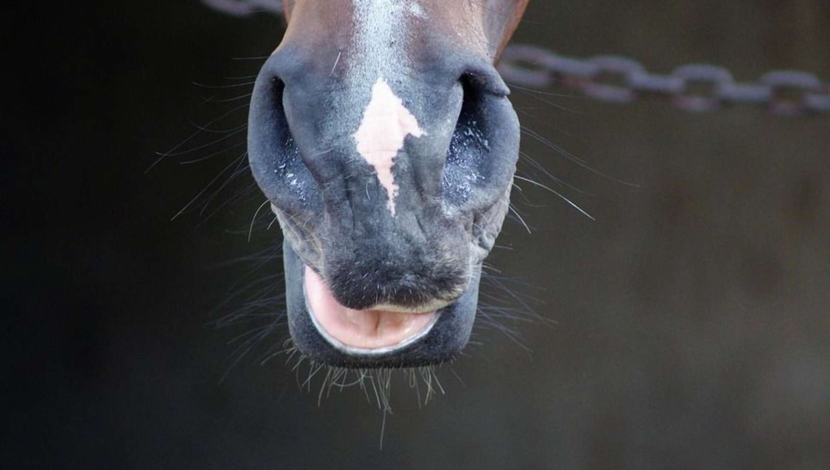 Горбатые лошади