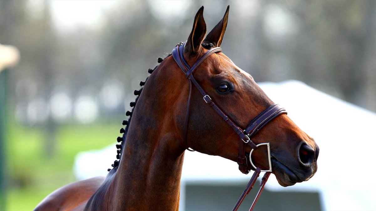 Морда лошади крупным планом