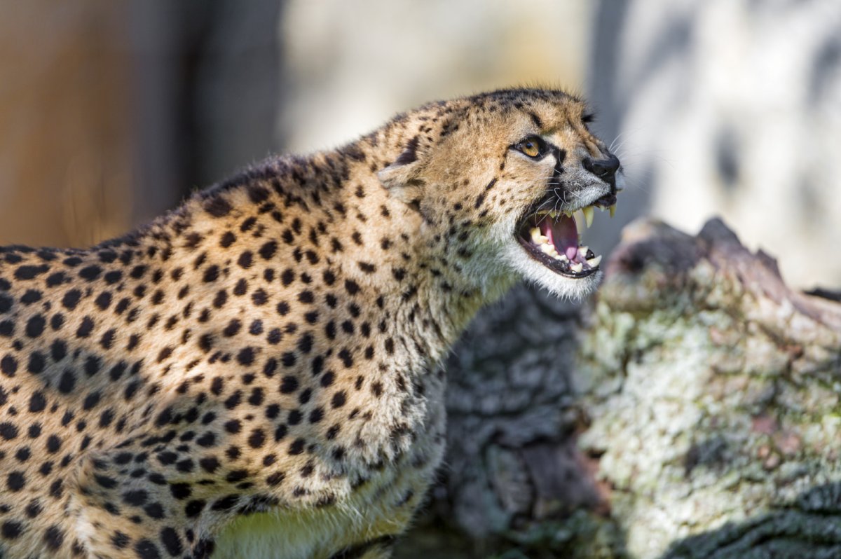 Ирбис снежный Барс питается