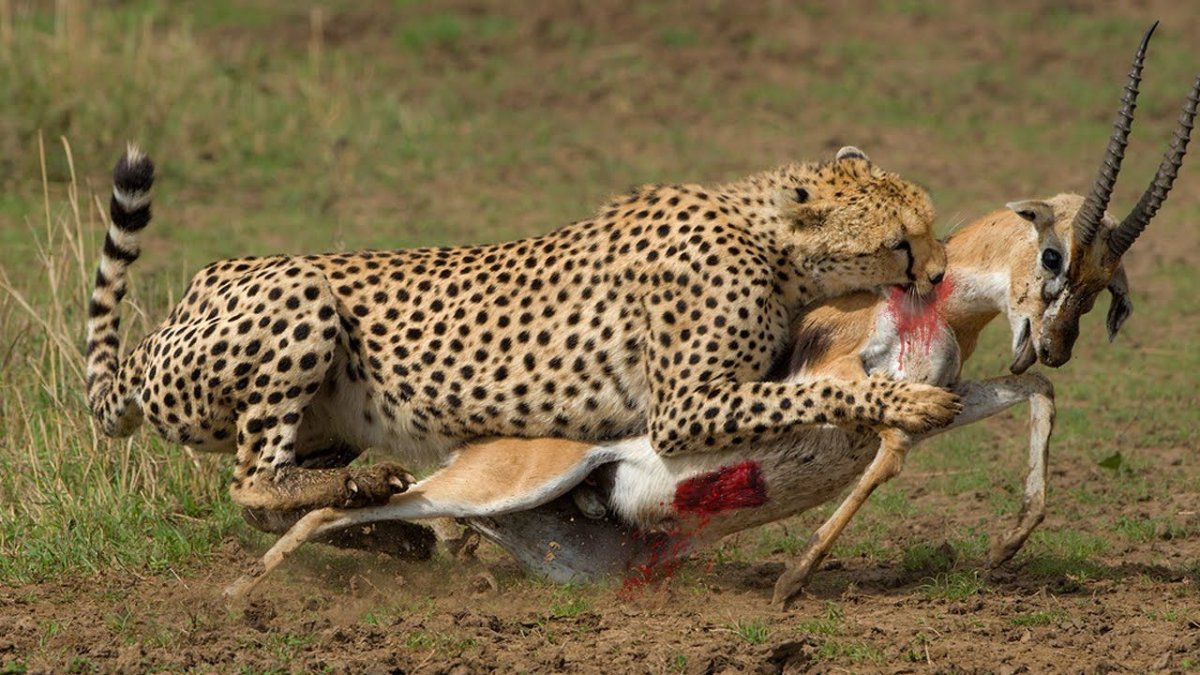 Хищник на охоте