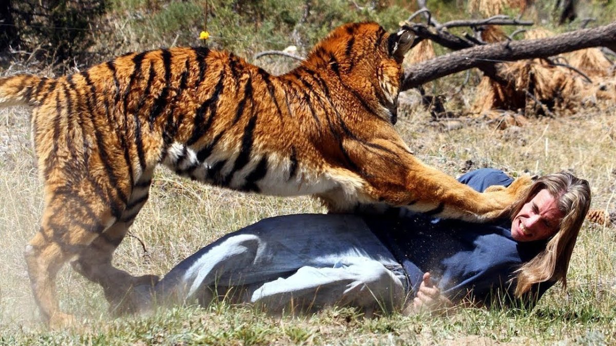 Бегемот против крокодила бой