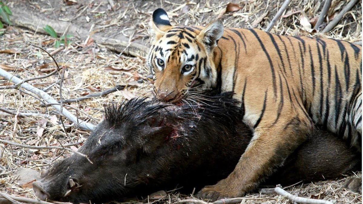 Оборонительное поведение животных