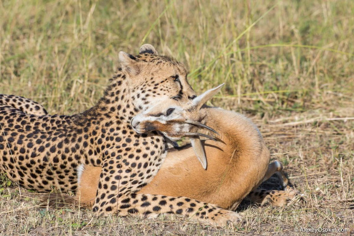 Ягуар и антилопа