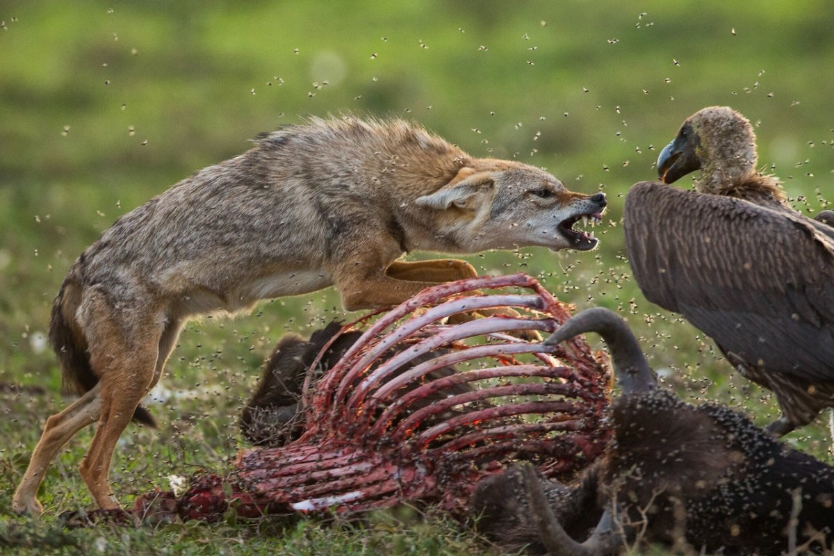 Лайри гепард