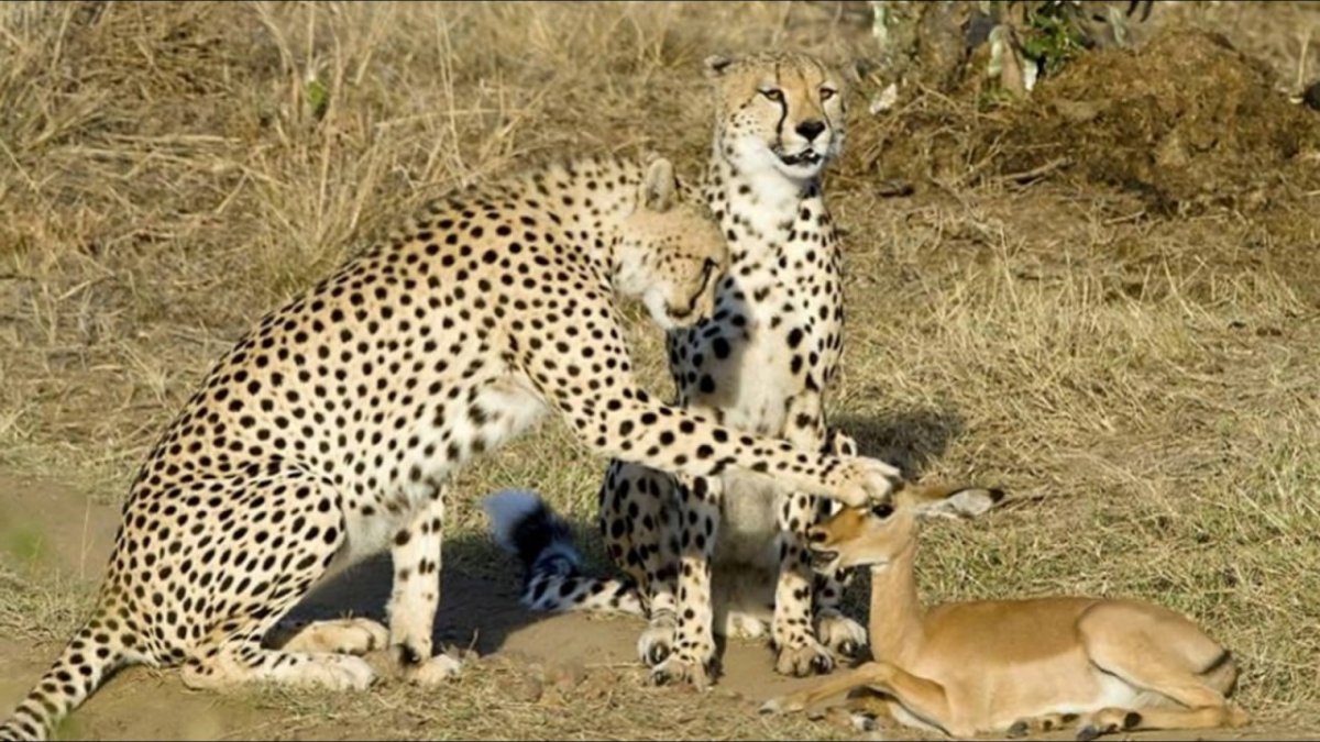 Леопард охотится на антилопу