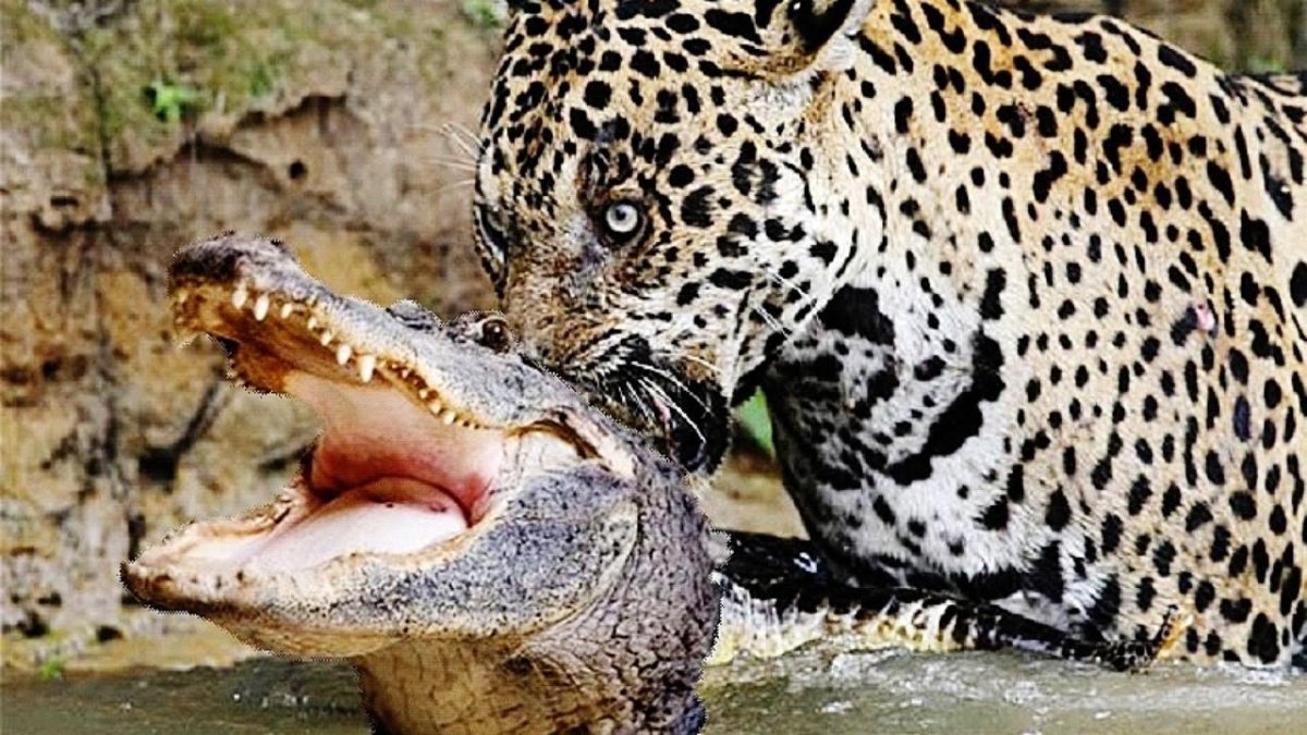 Леопард и антилопа