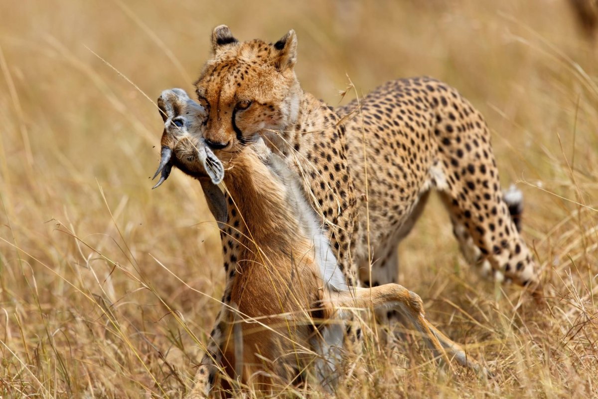 Амурский Барс охота