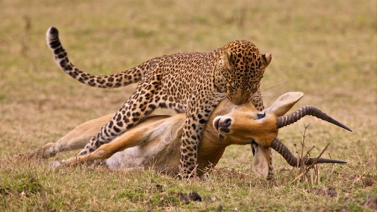 Оринокский крокодил против анаконды