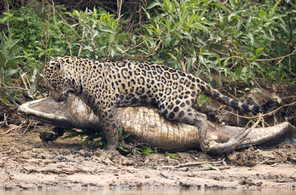 Леопард охотится на антилопу