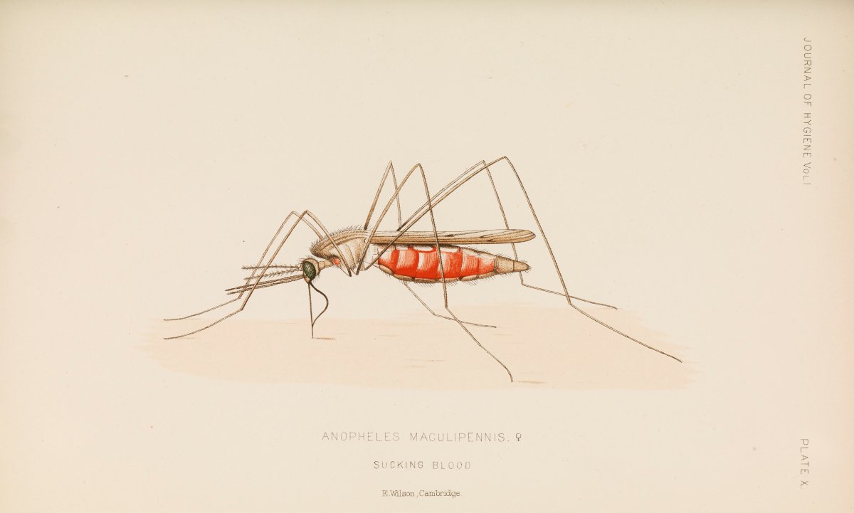 Комары рода Culex