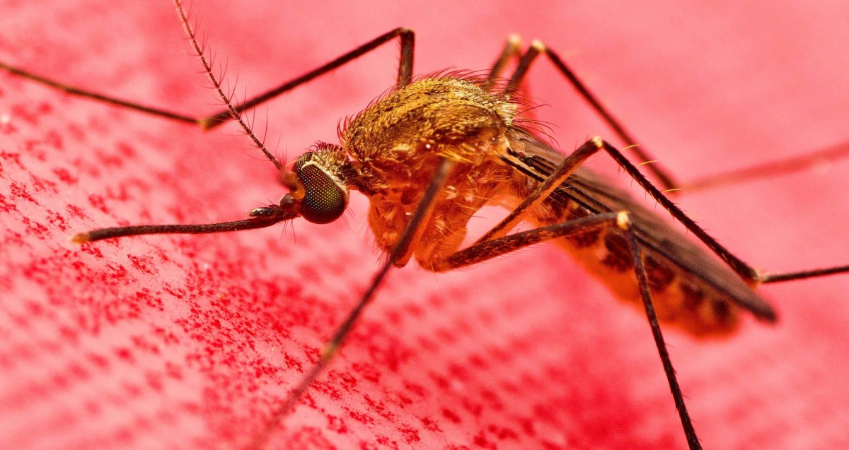 Брачный танец богомола