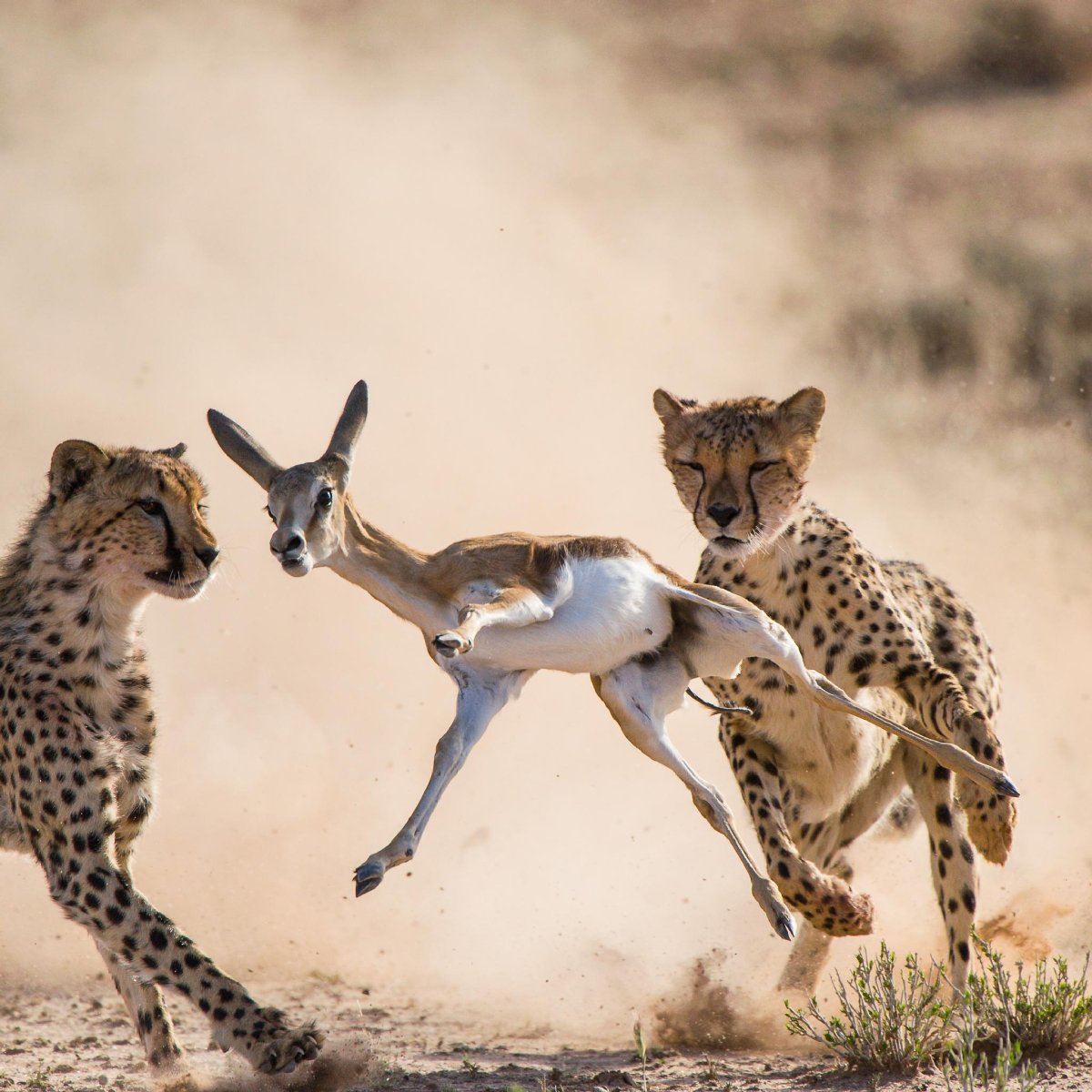 Хищники животные на охоте