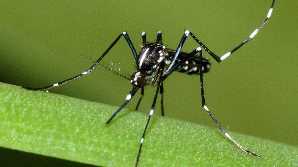 Комар и Комариха