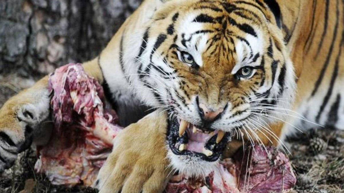 Рыболов-Скопа фото птица