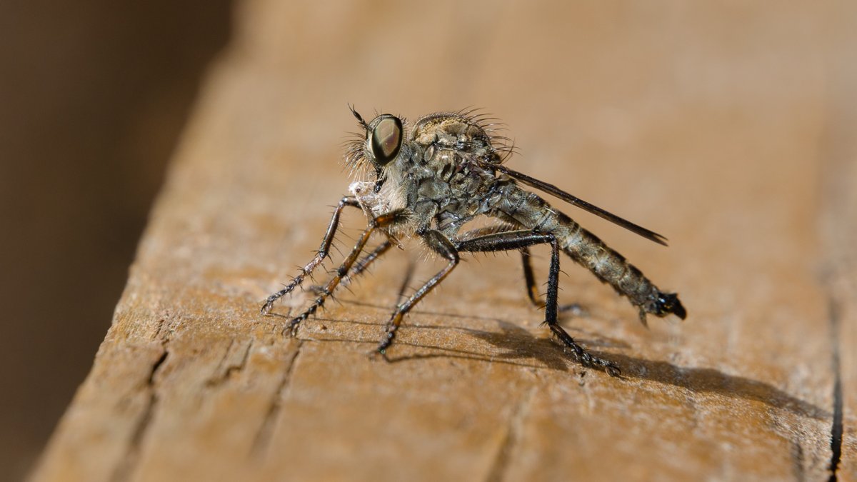 Комаров Aedes albopictus