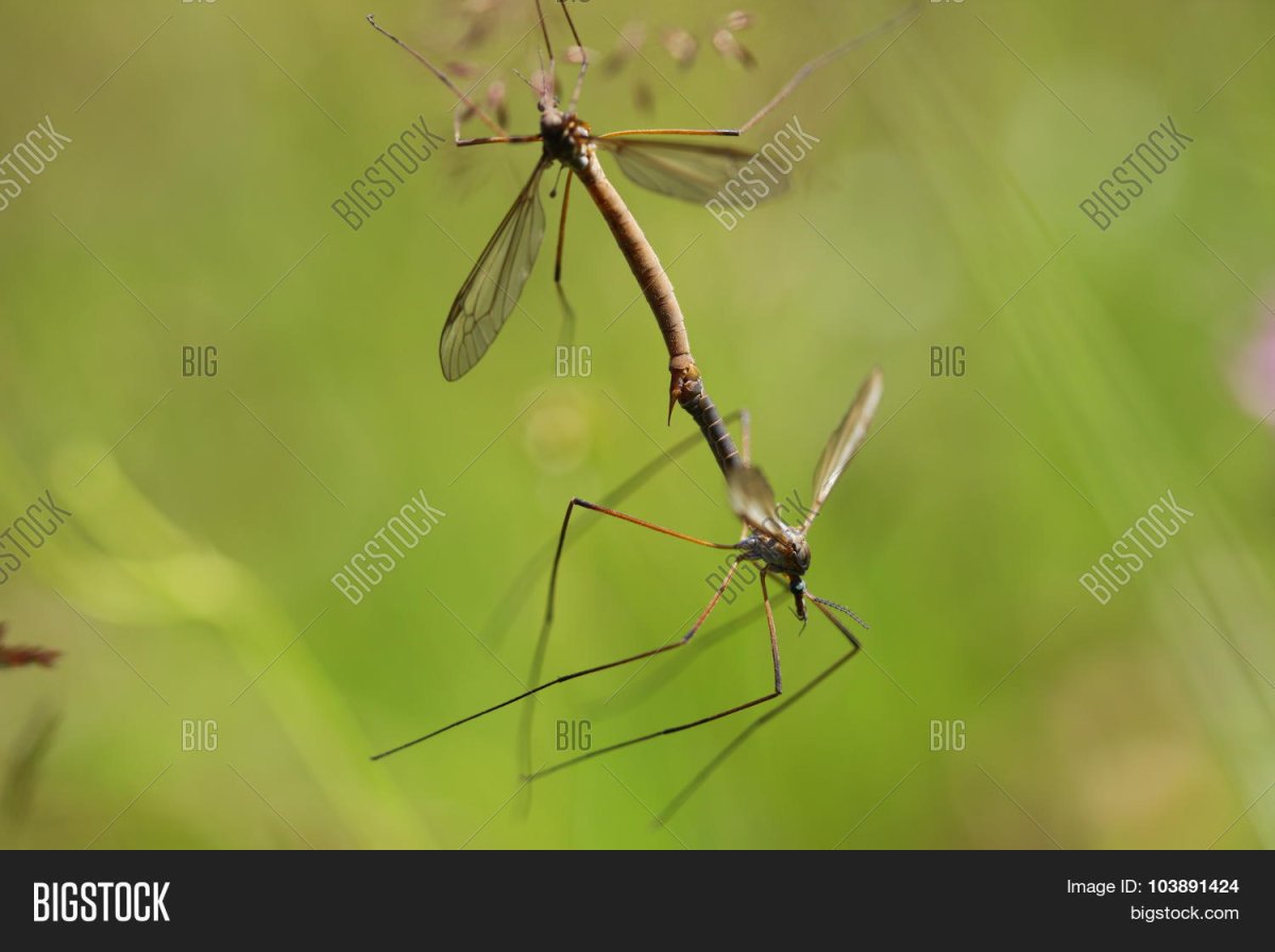 Комар желтолихорадочный