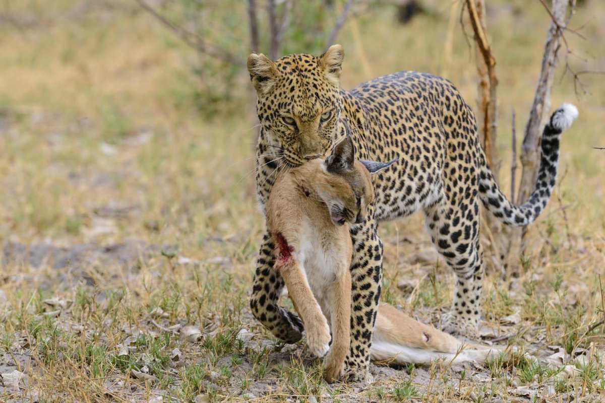 Хищные животные