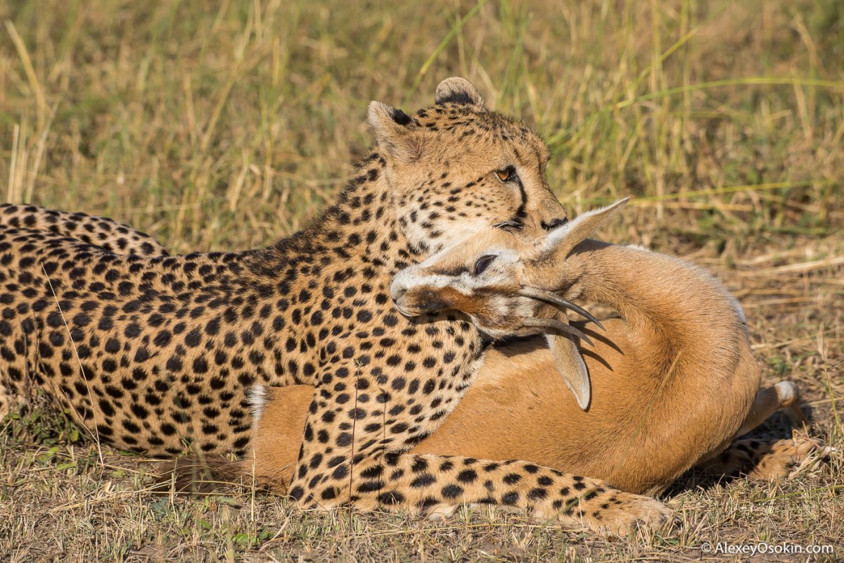 Тигр с добычей