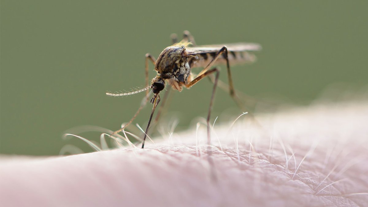 Спортивная комара