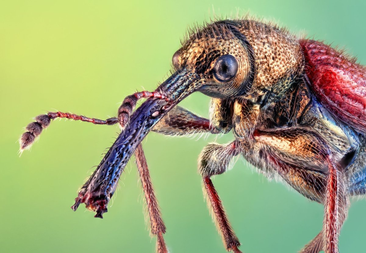 Комары в Кении