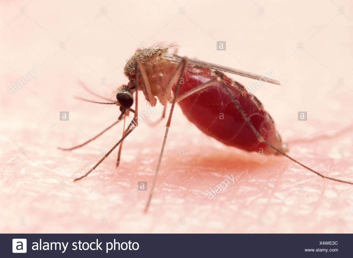 Кровососущие Двукрылые насекомые