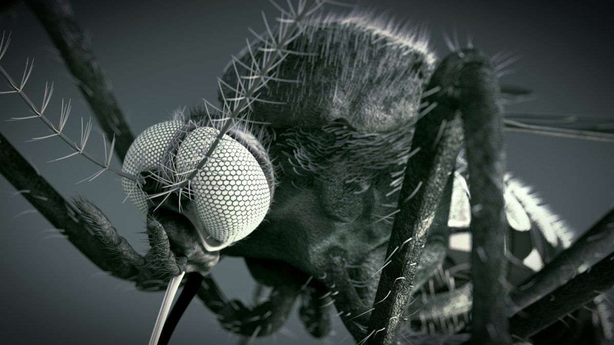 Комар иллюстрация Минимализм