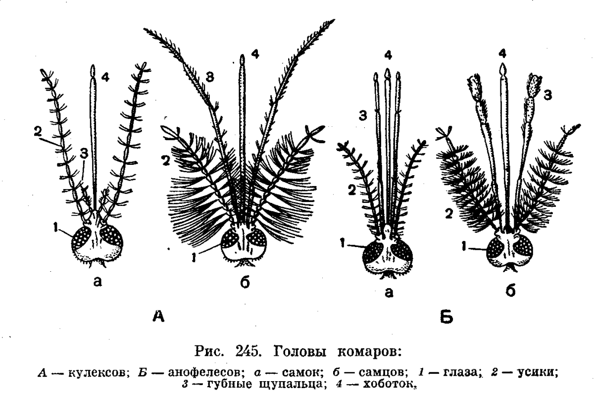 Схематичное изображение комара