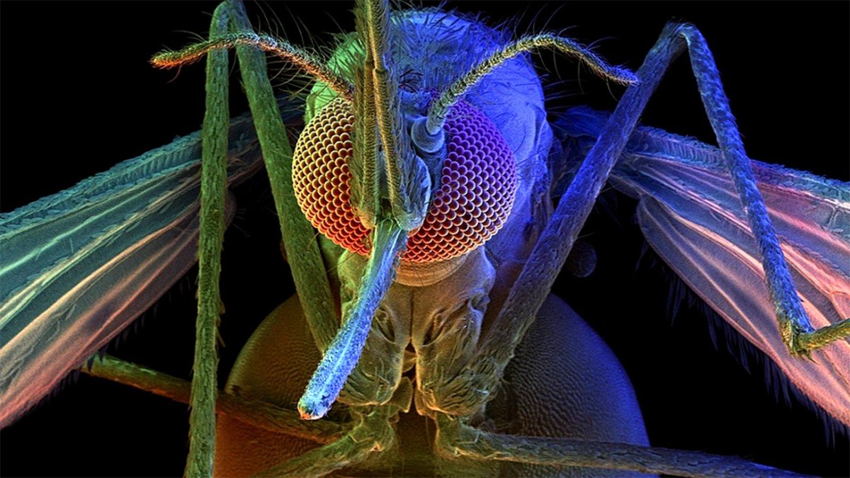 Красный комар долгоножка