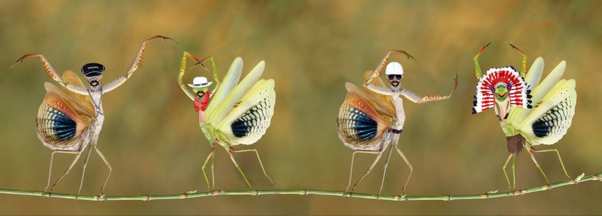 Имаго малярийного комара