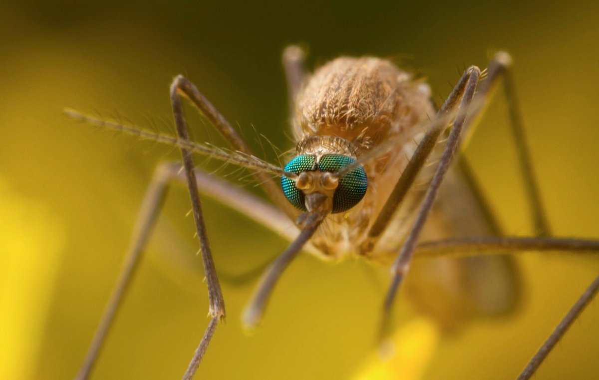 Зрение комара