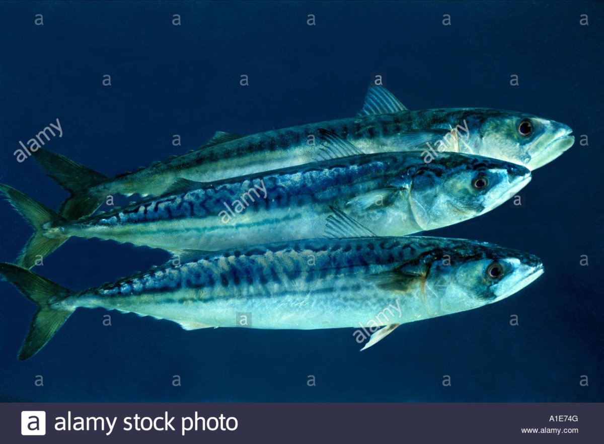 Чилийская макрель