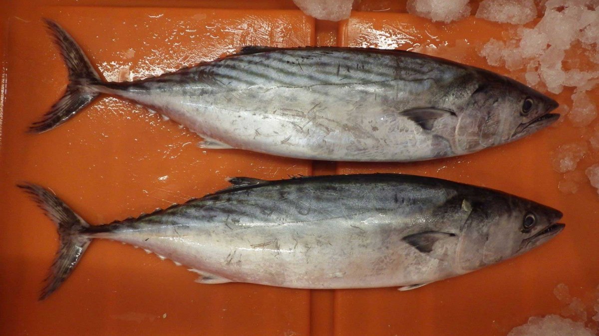 Пеламида (Бонито, макрель)