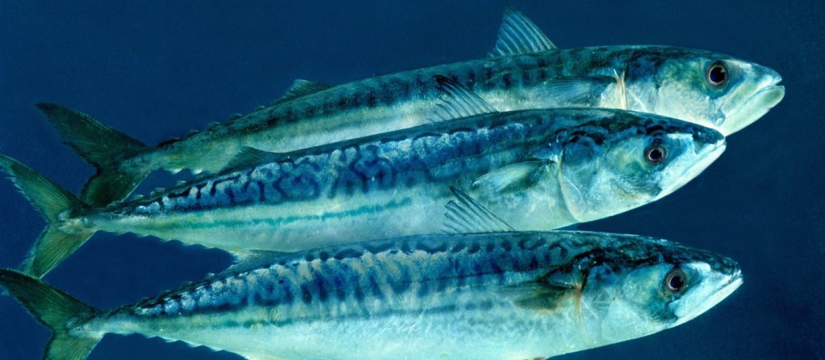 Черноморская ставрида пеламида